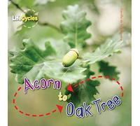 Acorn to Oak Tree (LifeCycles)