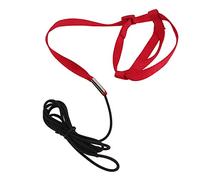Acouto Bird Chest Harness Leash Lightweight Bird Harness Leash Bite Tolerant Parrots Flying Rope with Elastic Rope for Parrots Flying Training Walking Attending Party Adjustable (XL)