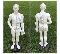 ACP ACUPRESUR Acupuncture Points Human Body Model Male Or Female Clear Meridians Human Modelsz (50 Cm)