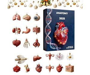 - Acrylic 2D Christmas Pendant 24 Days Anatomy Pendant Inspired by Science | For Birthday Graduation Parties Doctors Teachers Nurses
