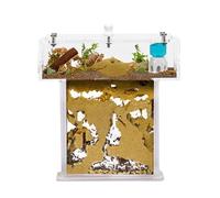 Acrylic Ant Farm Kit Sand in T-Shape Mini - Sandwich 14x5x14 cm and Foraging Box - Ant Farm with Live Ants Included (Queen, Workers, Eggs, and Larvae) - Transparent