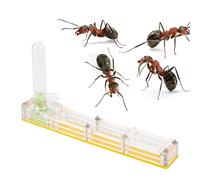 Acrylic Transparent Mini Insectes Nest, Formicarium Display Ornamental Breeding Box with Water Tower, Farm Experiment Small Colony Feeding Area Observation, 5.5x0.9x3in (Yellow nest)