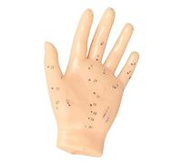 ACS Meridian Model Human Acupuncture Point Human Hand Model Education Appliances