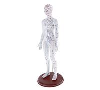 ACS Meridian Model Human Acupuncture Point Statue Female size - 50 CM
