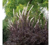 Actaea 'Pink Spike'. 2L Plant. Fragrant pink flowers for shade & pollinators. Purple-black foliage. Available from Bedwen Plants