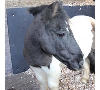 Actiasmat Stable Wall Mat Horsebox Trailer Eva 6Ft X 4Ft X 10mm Equine Pony