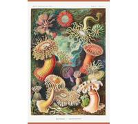 Actiniae-Seeanemonen (Sea Anemones) by Ernst Haeckel Fine Art Print Journal: College Ruled Composition Notebook