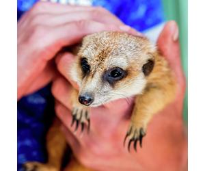 Activity Superstore Animal Encounters Gift Experience