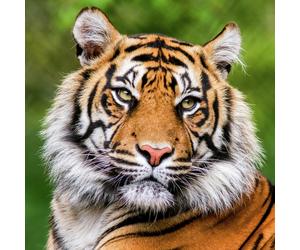 Activity Superstore Dudley Zoo Gardens For 4 Gift Experience