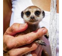 Activity Superstore Meet The Meerkats For 2 Gift Experience