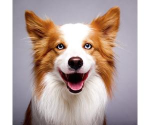 Activity Superstore Pet Photoshoot Gift Experience