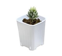 Acunny Plant Pots for Plant Growing, Breathable Bonsai Plant Pots, Set of 10 Small Propagation Pots with Drainage Holes for Succulents and Cuttings for Desk, Garden, Home, Balcony