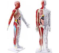 Acupuncture Model 85Cm Male Acupuncture Model Medical Muscular Anatomical Male Model with Accurate Meridian Point Letter