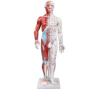 Acupuncture Model for Medical Teaching, 60CM Half Skin Half Muscle Anatomy Model with Clear Meridian Points for Massage and Acupuncture Learning