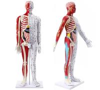 Acupuncture Teaching Model with Rotating Arms and Detailed Meridian Points for Medical Training and Therapy Practice
