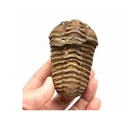 Acxico 1Pcs Flexicalymene Moroccan Trilobites Fossil 4-5.5cm- Morocco