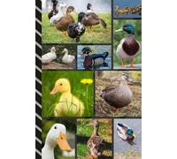 Address and Password Book Combo: Large Print | Discreet | Log Emails - Addresses - Phone Numbers - Birthdays - Web Login | Small Contact Keeper | Great Gift For Seniors | Duck Cover