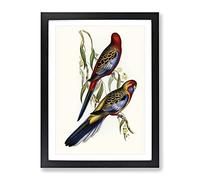 Adelaide Parakeet Birds By Elizabeth Gould Vintage Framed Print | A2 Black Framed Wall Art | Ready to Hang | Classic Nature Picture | Living Room Bedroom Lounge Office
