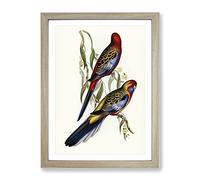 Adelaide Parakeet Birds By Elizabeth Gould Vintage Framed Print | A4 Oak Framed Wall Art | Ready to Hang | Classic Nature Picture | Living Room Bedroom Lounge Office