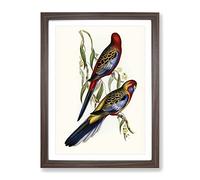 Adelaide Parakeet Birds By Elizabeth Gould Vintage Framed Wall Art Print, Ready to Hang Picture for Living Room Bedroom Home Office Décor, Walnut A2 (64 x 46 cm)