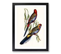 Adelaide Parakeets by Elizabeth Gould Framed Print | A2 Black Framed Wall Art | Ready to Hang | Modern Nature Picture | Living Room Bedroom Lounge Office