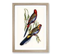 Adelaide Parakeets by Elizabeth Gould Framed Print | A2 Oak Framed Wall Art | Ready to Hang | Modern Nature Picture | Living Room Bedroom Lounge Office