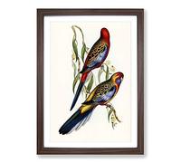 Adelaide Parakeets by Elizabeth Gould Framed Print | A2 Walnut Framed Wall Art | Ready to Hang | Modern Nature Picture | Living Room Bedroom Lounge Office