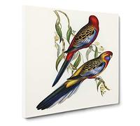 Adelaide Parakeets by Elizabeth Gould Vintage Canvas Wall Art Print Ready to Hang, Framed Picture for Living Room Bedroom Home Office Décor, 14x14 Inch (35x35 cm)