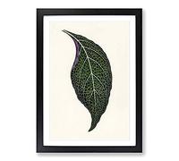 Adelaster Albivenis Plant Leaf by Benjamin Fawcett Framed Print | A2 Black Framed Wall Art | Ready to Hang | Modern Floral Picture | Living Room Bedroom Lounge Office