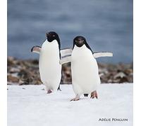 Adelie Penguins Animal Sound Christmas Greeting Card Singing Really Wild Cards XRWSN006