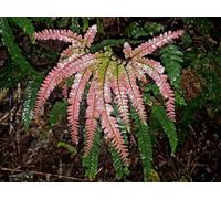 Adiantum Hispidulum Rosy Red Maidenhair Fern Plug Plant