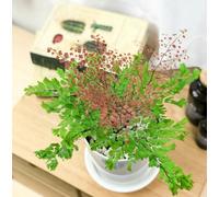 Adiantum Tenerum Peacock Fern Plug Plant