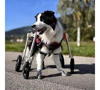 Adjustable 4-Wheel Dog Wheelchair, Full Support for Disabled Dogs, Xs to XXL Sizes, Versatile 2-Wheel Option, Blue Knee Brace for Rear Leg Mobility(XL)