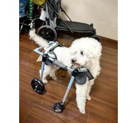 Adjustable 4-Wheel Dog Wheelchair | Full Support Pet Rehab Device for Small to Large Dogs & Cats | Paralyzed Hind Limb Lifting Aid, Customizable Size (M)