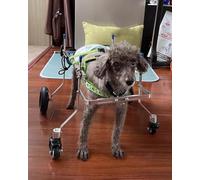 Adjustable 4-Wheel Dog Wheelchair - Pet Support for Disabled & Injured Dogs Arthritis Relief Rear Leg Weakness Extra Small Size Comfortable & Design