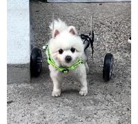 Adjustable All-Terrain Dog Wheelchair for Small to Large Dogs - Rear Leg Support, Mobility Aid to Enhance Movement & Quality of Life for Pets