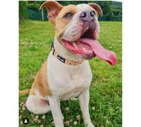 Adjustable Bumble Bee Dog Collar with soft padded neck- Paw to Paw- breathable ultra comfy, sizes xs-medium (Medium)