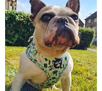 Adjustable dog harness/Zoo/car suitable/for no pulling XXS- Medium (Medium)