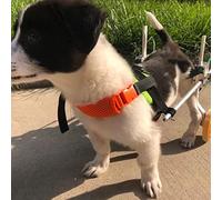 Adjustable Dog Wheelchair - 2-Wheel Mobility Aid for Dogs - Hind Leg Support for Rehabilitation & Enhanced Mobility for Small, Medium & Large Dogs