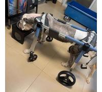Adjustable Dog Wheelchair 4/2 Wheel Mobility Cart for Injury Recovery Supportive Leg Brace with Front & Back Wheels - Large Blue Pet Stroller