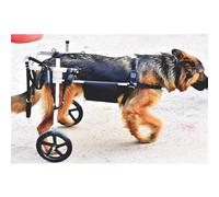 Adjustable Dog Wheelchair for Disabled sMobility Aid for Chow Chow Labrador Samoyed & Alaskan MalamuteSizes M L XLSupportive & Comfortable Design