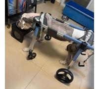 Adjustable Dog Wheelchair for Paralyzed Pets - 2 to 4 Wheel Support for Front/Back Legs, Mobility Aid for Disabled Dogs, Enhance Movement & Independence