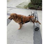 Adjustable Dog Wheelchair for Rear Legs - Pet Rehabilitation Cart for Disabled Dogs, Injury Recovery Support, Easy Mobility Walker for Pets