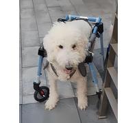 Adjustable Dog Wheelchair for Seniors - 2/4 Wheel Support Cart for Arthritis - Complete Mobility Aid for Paralyzed Dogs - Small & Large Bs