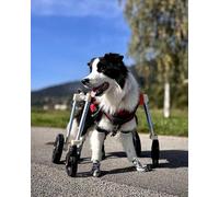Adjustable Dog Wheelchair for Small Pets 4-Wheel Mobility Aid for Dachshunds Comfortable Full Body Trolley Ideal Rehabilitation Equipment for Disabled Dogs (Size S)