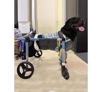 Adjustable Dog Wheelchair for Small to Large Dogs 2 or 4 Wheel Recovery Cart for Paralysis XSXXL Rehabilitation Aid Support Harness for Rear Leg Mobility