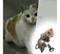 Adjustable Folding Wheelchair for Dogs & Cats: Comfortable Mobility Aid for Disabled s Support for Senior Dogs & Puppies Easy RollingWheelchair