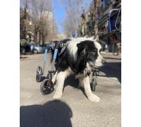 Adjustable Full Body Dog Wheelchair - Soft Harness for Disabled Pets, 4-Wheel Trolley for Dogs, Sheep, Goats & Rabbits with Hind Leg Support - Small Size Knee Brace