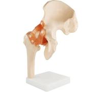 Adjustable Human Hip Ligament Anatal Model for Orthopedic Medicine Teaching and Learning
