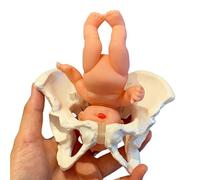 Adjustable Mini Female Pelvis Childbirth Model with Baby, Female Childbirth Model, Pelvis Model, Midwifery Teaching Tool for Obstetrics and Gynecology